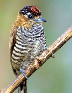 赭领姬啄木鸟 / Ochre-collared Piculet / Picumnus temminckii