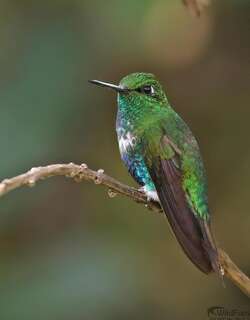 翠腹毛腿蜂鸟 / Emerald-bellied Puffleg / Eriocnemis aline