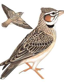 二斑百灵 / Bimaculated Lark / Melanocorypha bimaculata