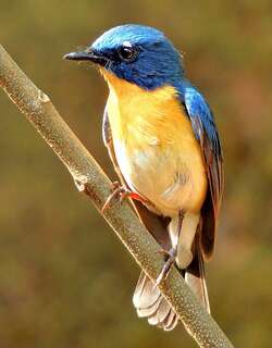 梯氏仙鹟 / Tickell’s Blue Flycatcher / Cyornis tickelliae