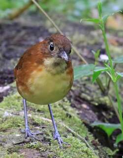 黄胸蚁鸫 / Yellow-breasted Antpitta / Grallaria flavotincta
