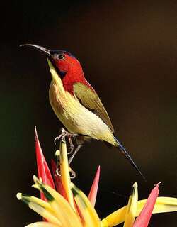 娇美太阳鸟 / Lovely Sunbird / Aethopyga shelleyi