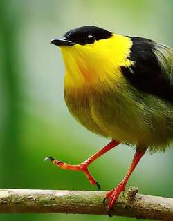 金领娇鹟 / Golden-collared Manakin / Manacus vitellinus