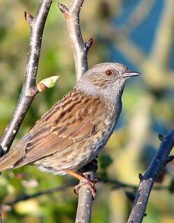 林岩鹨 / Dunnock / Prunella modularis