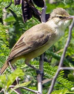 塞班苇莺 / Saipan Reed Warbler / Acrocephalus hiwae