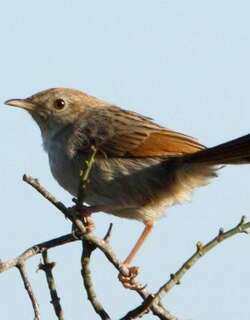 灰背扇尾莺 / Grey-backed Cisticola / Cisticola subruficapilla