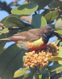 安氏食蜜鸟 / Anchieta’s Sunbird / Anthreptes anchietae