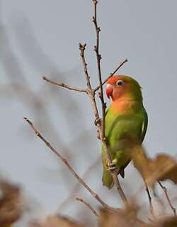 尼亚牡丹鹦鹉 / Lilian’s Lovebird / Agapornis lilianae