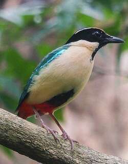 华丽八色鸫 / Elegant Pitta / Pitta elegans