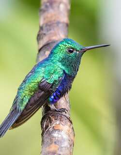 紫腹蜂鸟 / Violet-bellied Hummingbird / Chlorestes julie