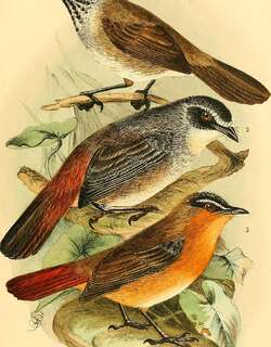 绿胁歌䳭 / Olive-flanked Ground Robin / Cossypha anomala