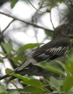 阿芝鸫 / Aztec Thrush / Ridgwayia pinicola
