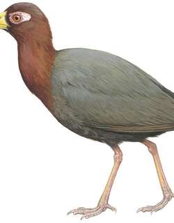 塔劳秧鸡 / Talaud Rail / Gymnocrex talaudensis