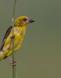 巨嘴织雀 / Finn’s Weaver / Ploceus megarhynchus