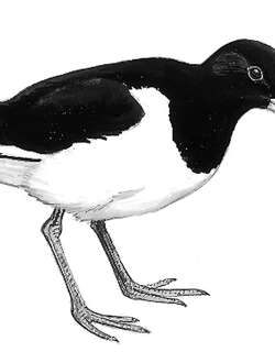 蛎鹬 / Eurasian Oystercatcher / Haematopus ostralegus