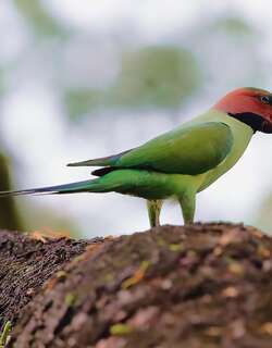 长尾鹦鹉 / Long-tailed Parakeet / Psittacula longicauda