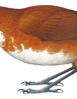 红白蚁鸫 / Red-and-white Antpitta / Grallaria erythroleuca