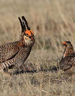 草原松鸡 / Greater Prairie Chicken / Tympanuchus cupido