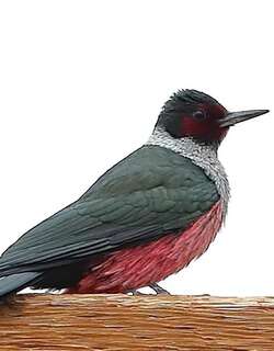 刘氏啄木鸟 / Lewis’s Woodpecker / Melanerpes lewis