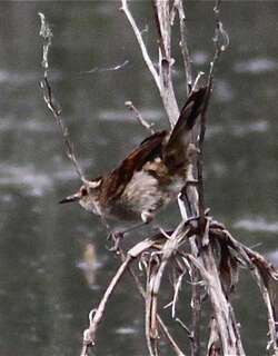 拟鹩针尾雀 / Wren-like Rushbird / Phleocryptes melanops