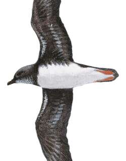白腹圆尾鹱 / Phoenix Petrel / Pterodroma alba