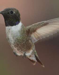 黑颏北蜂鸟 / Black-chinned Hummingbird / Archilochus alexandri