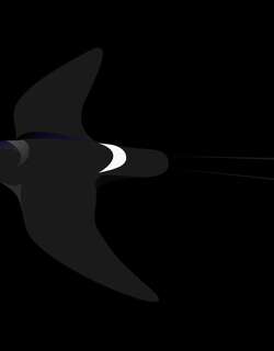 白眼河燕 / White-eyed River Martin / Pseudochelidon sirintarae