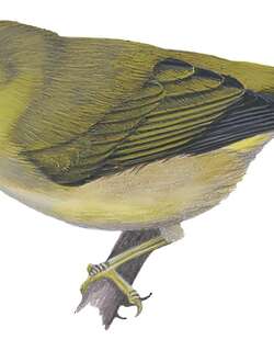 萨摩绣眼鸟 / Samoan White-eye / Zosterops samoensis