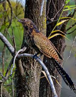 雉鸦鹃 / Pheasant Coucal / Centropus phasianinus