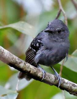 威氏蚁鸟 / Willis’s Antbird / Cercomacroides laeta