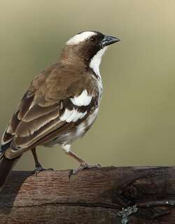 纹胸织布鸟 / White-browed Sparrow-Weaver / Plocepasser mahali