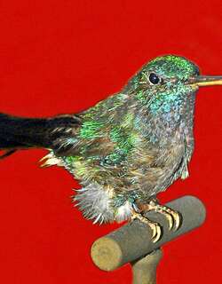 蓝尾蜂鸟 / Blue-tailed Hummingbird / Saucerottia cyanura