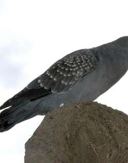 斑翅鸽 / Spot-winged Pigeon / Patagioenas maculosa