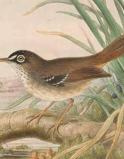 小丝刺莺 / Tropical Scrubwren / Sericornis beccarii