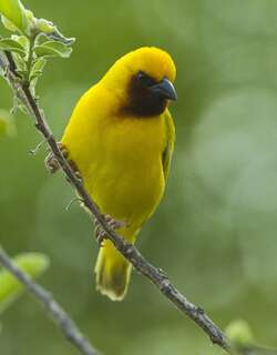 褐喉金织雀 / Southern Brown-throated Weaver / Ploceus xanthopterus