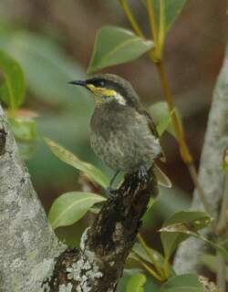 饰颈吸蜜鸟 / Mangrove Honeyeater / Gavicalis fasciogularis