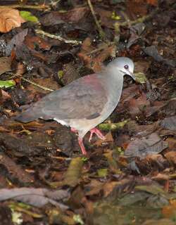紫背鹑鸠 / Purplish-backed Quail-Dove / Zentrygon lawrencii