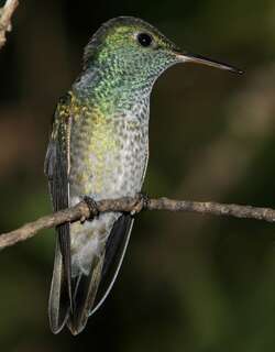 虹彩蜂鸟 / Versicolored Emerald / Chrysuronia versicolor