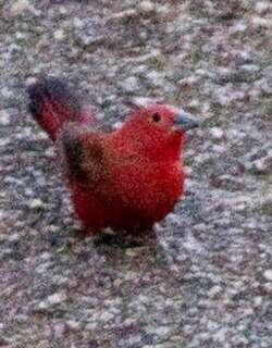 岩火雀 / Rock Firefinch / Lagonosticta sanguinodorsalis
