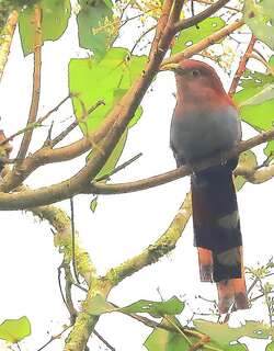灰腹棕鹃 / Squirrel Cuckoo / Piaya cayana