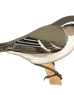 淡眉柳莺 / Hume’s Leaf Warbler / Phylloscopus humei