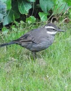 灰胁抖尾地雀 / Grey-flanked Cinclodes / Cinclodes oustaleti
