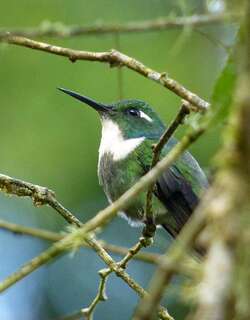 楔嘴蜂鸟 / Geoffroy’s Daggerbill / Schistes geoffroyi