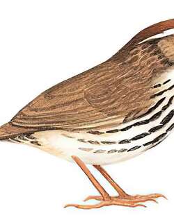 棕头幽鹛 / Puff-throated Babbler / Pellorneum ruficeps