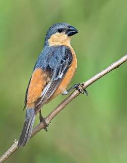 茶腹食籽雀 / Tawny-bellied Seedeater / Sporophila hypoxantha