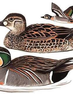 花脸鸭 / Baikal Teal / Sibirionetta formosa