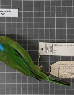 苏门答腊叶鹎 / Sumatran Leafbird / Chloropsis media