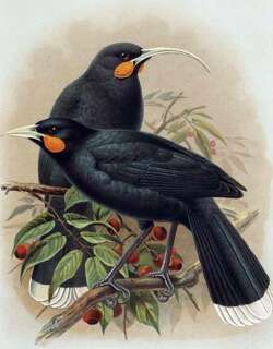 兼嘴垂耳鸦 / Huia / Heteralocha acutirostris