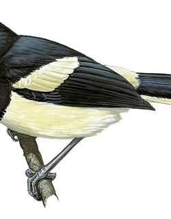 比阿王鹟 / Biak Monarch / Symposiachrus brehmii