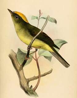 黄冠霸娇鹟 / Saffron-crested Tyrant-Manakin / Neopelma chrysocephalum